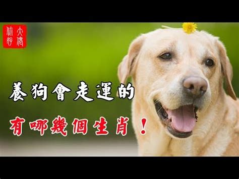 狗 風水|養狗也有風水知識，愛狗人士必看